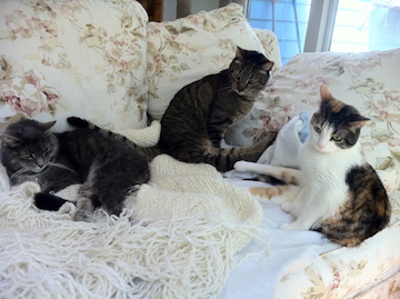 3 cats share a couch
